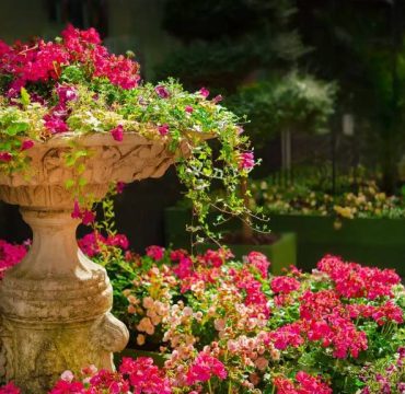 plantas-ornamentales